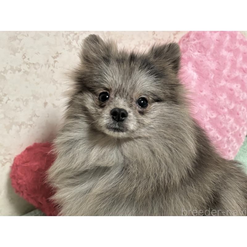 成約済の新潟県のポメラニアン-409272の12枚目
