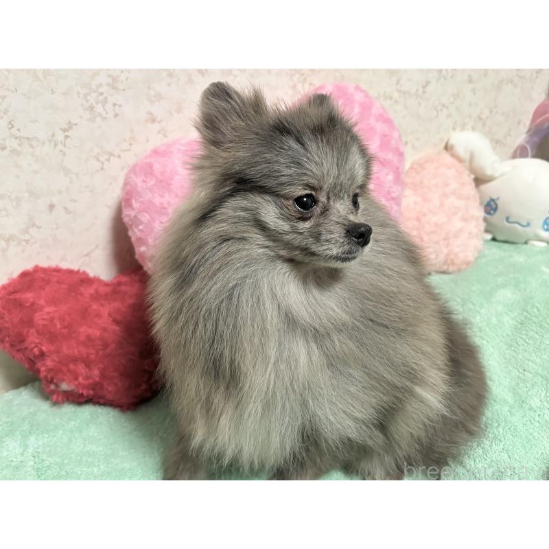 成約済の新潟県のポメラニアン-409272の11枚目