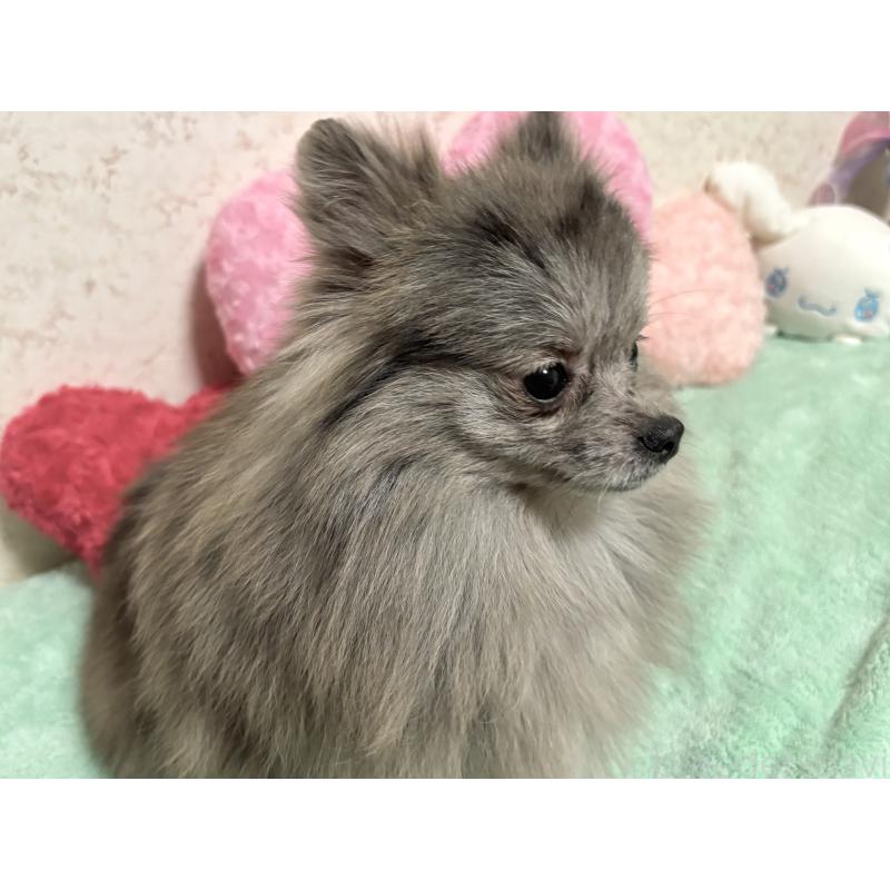 成約済の新潟県のポメラニアン-409272の10枚目