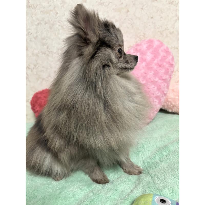 成約済の新潟県のポメラニアン-409272の9枚目