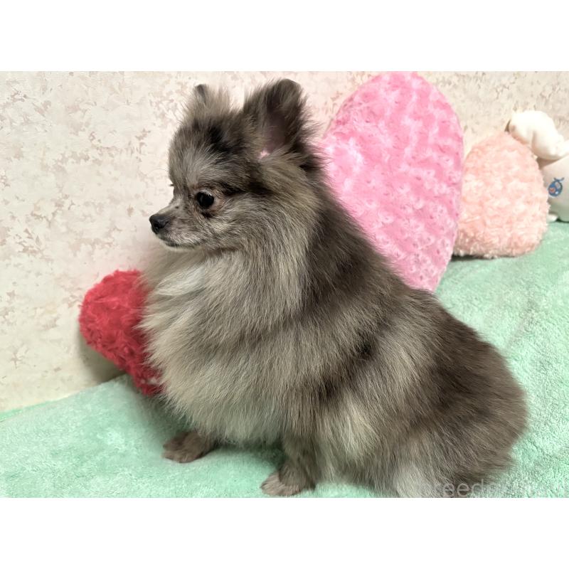 成約済の新潟県のポメラニアン-409272の8枚目