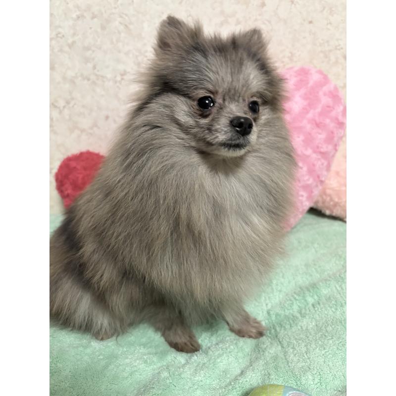 成約済の新潟県のポメラニアン-409272の7枚目