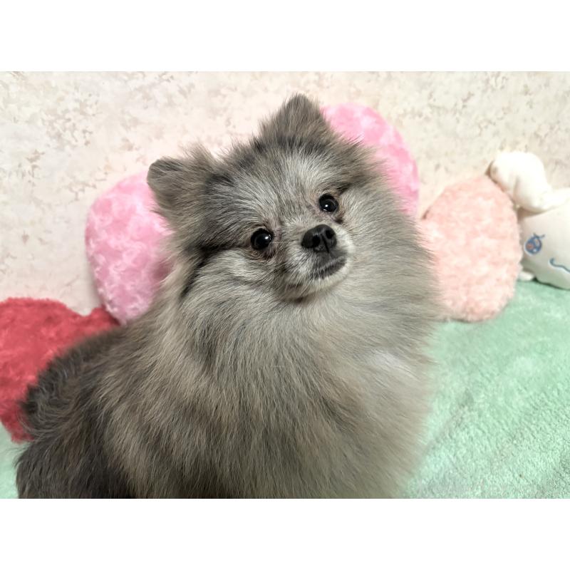 成約済の新潟県のポメラニアン-409272の6枚目