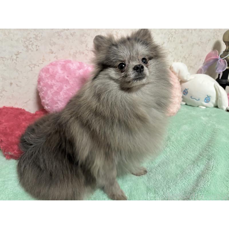 成約済の新潟県のポメラニアン-409272の5枚目