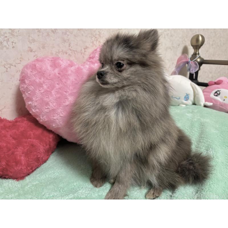 成約済の新潟県のポメラニアン-409272の4枚目