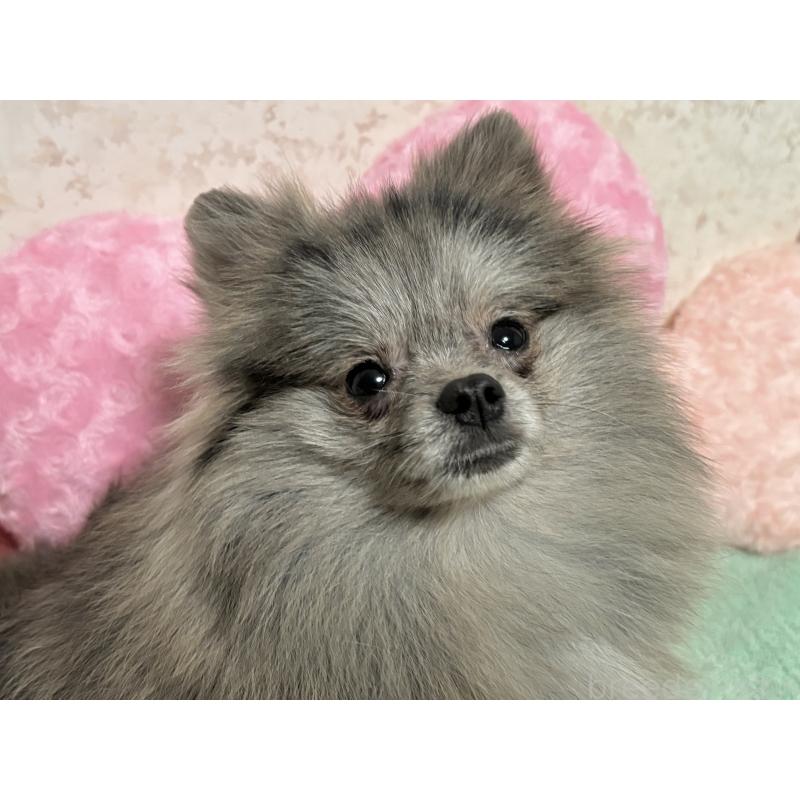 成約済の新潟県のポメラニアン-409272の3枚目