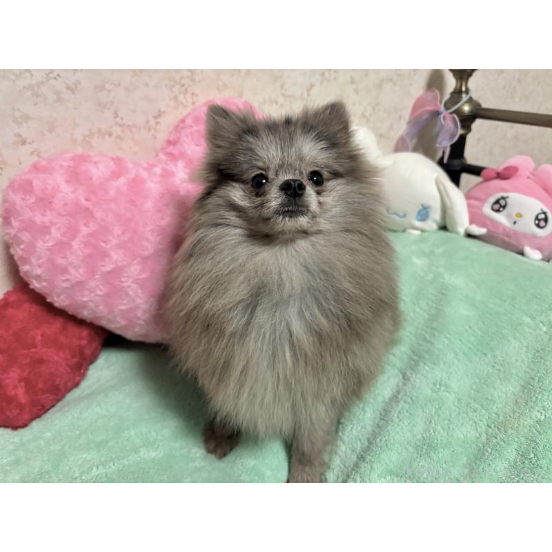 成約済の新潟県のポメラニアン-409272の2枚目