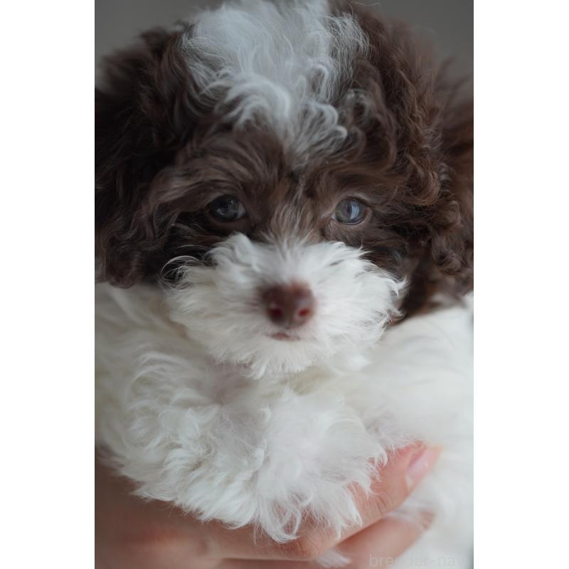 販売中の広島県のタイニープードル-441864の35枚目