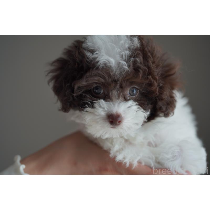 販売中の広島県のタイニープードル-441864の34枚目