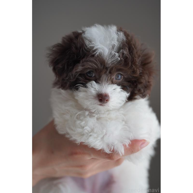 販売中の広島県のタイニープードル-441864の33枚目