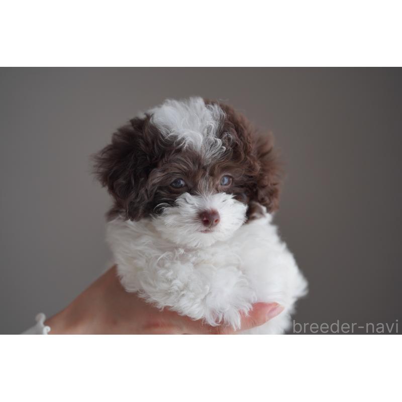 販売中の広島県のタイニープードル-441864の32枚目