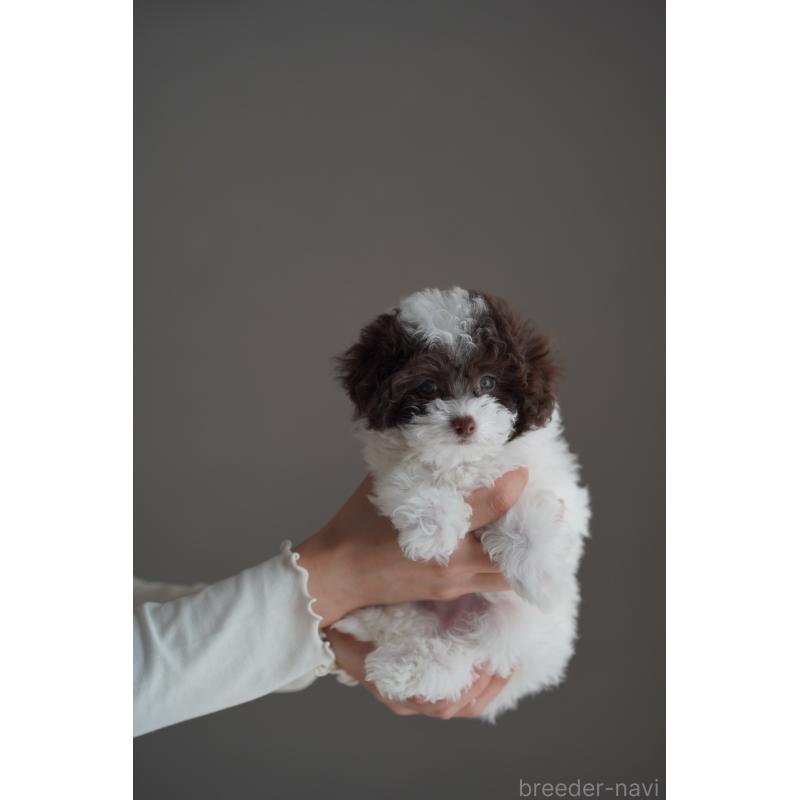 販売中の広島県のタイニープードル-441864の31枚目