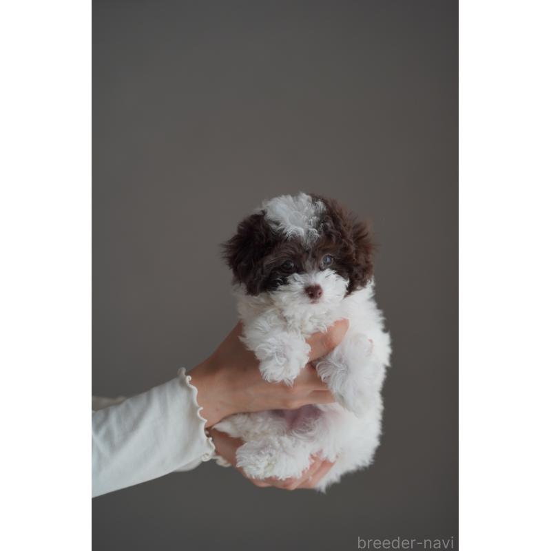 販売中の広島県のタイニープードル-441864の30枚目