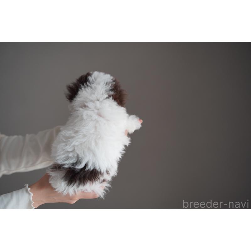 販売中の広島県のタイニープードル-441864の29枚目