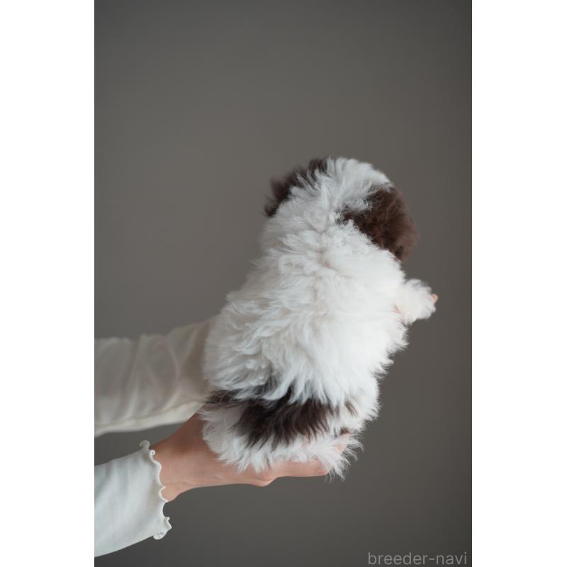 販売中の広島県のタイニープードル-441864の28枚目