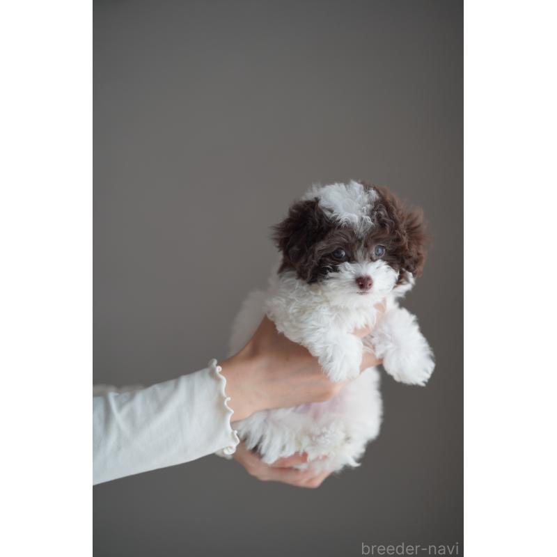 販売中の広島県のタイニープードル-441864の27枚目