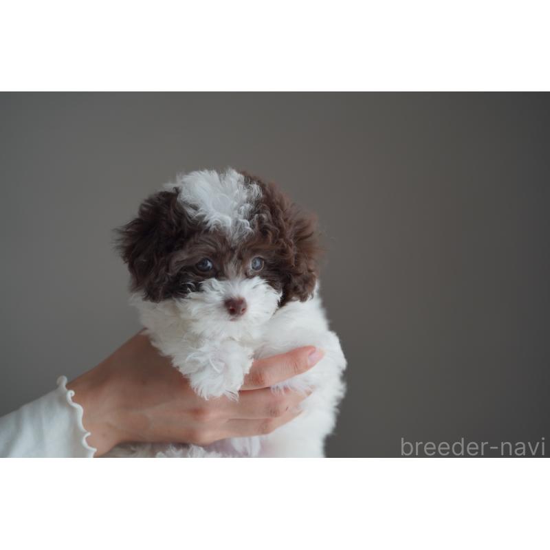 販売中の広島県のタイニープードル-441864の25枚目