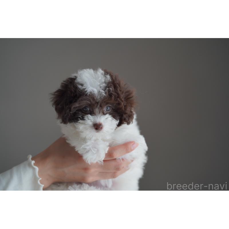 販売中の広島県のタイニープードル-441864の24枚目