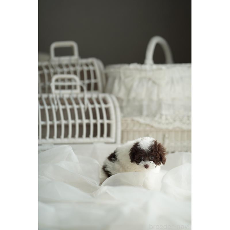 販売中の広島県のタイニープードル-441864の23枚目