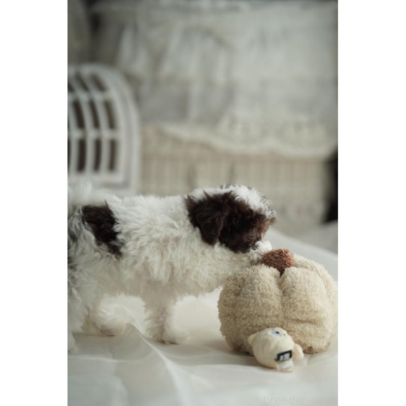 販売中の広島県のタイニープードル-441864の22枚目