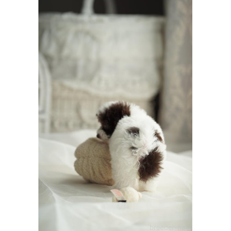 販売中の広島県のタイニープードル-441864の21枚目