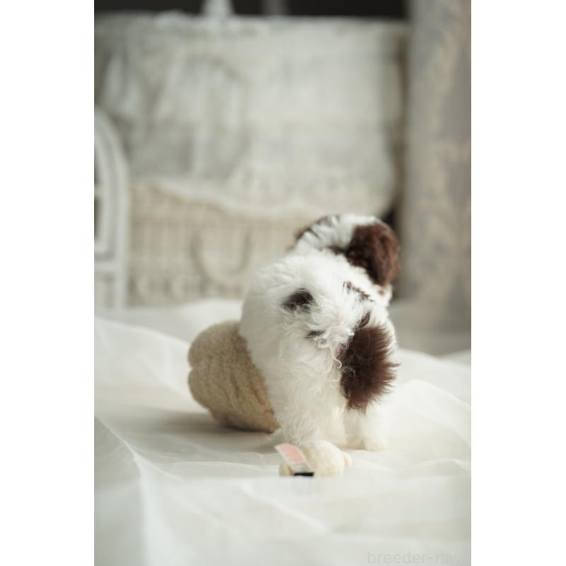 販売中の広島県のタイニープードル-441864の20枚目