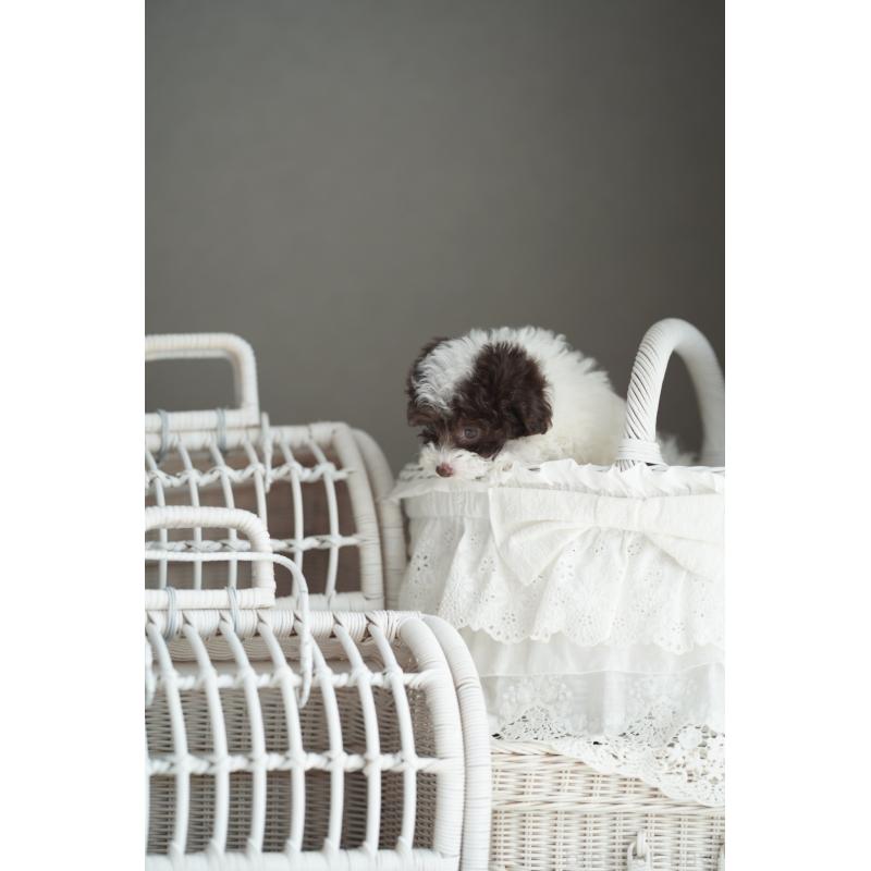 販売中の広島県のタイニープードル-441864の19枚目