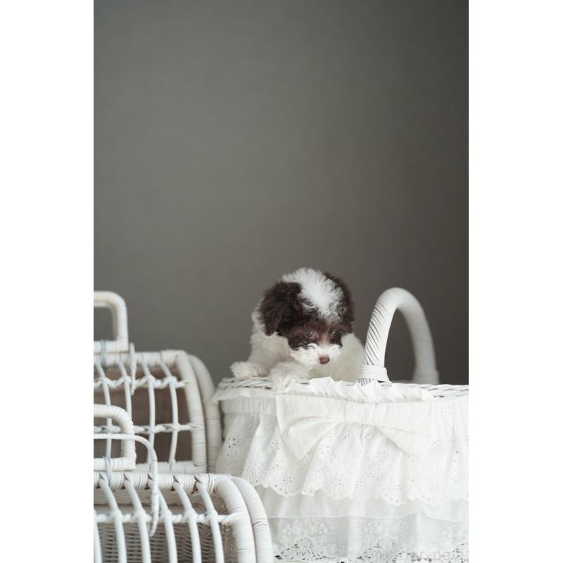 販売中の広島県のタイニープードル-441864の18枚目