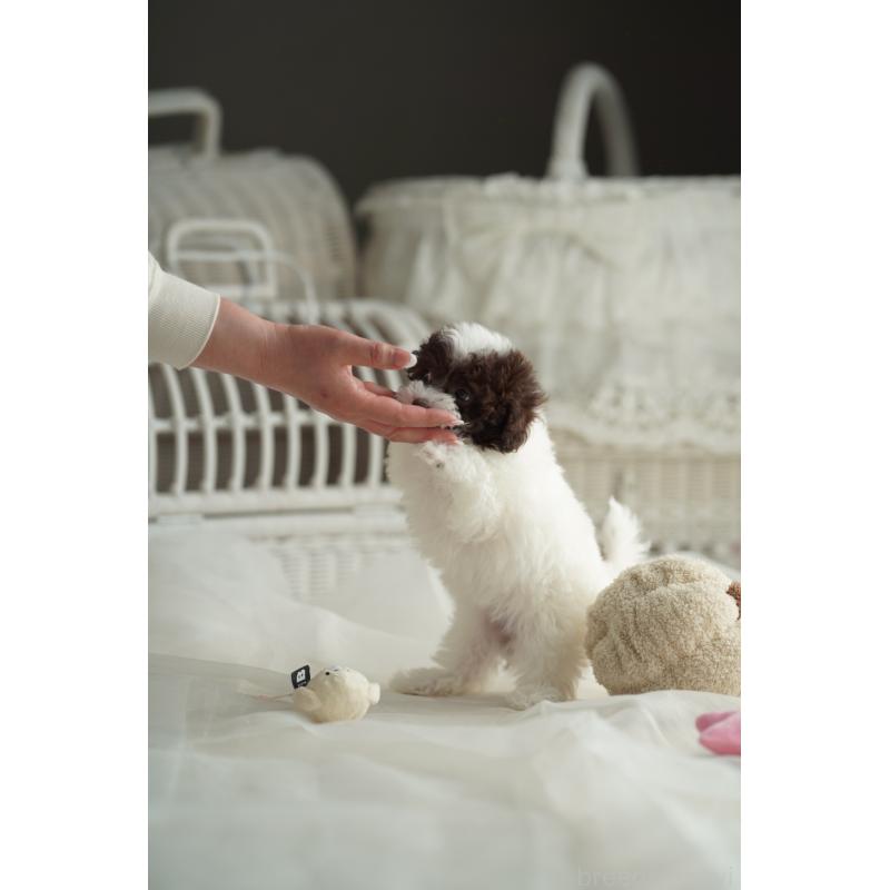 販売中の広島県のタイニープードル-441864の17枚目