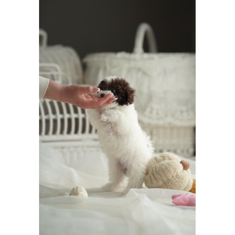 販売中の広島県のタイニープードル-441864の16枚目