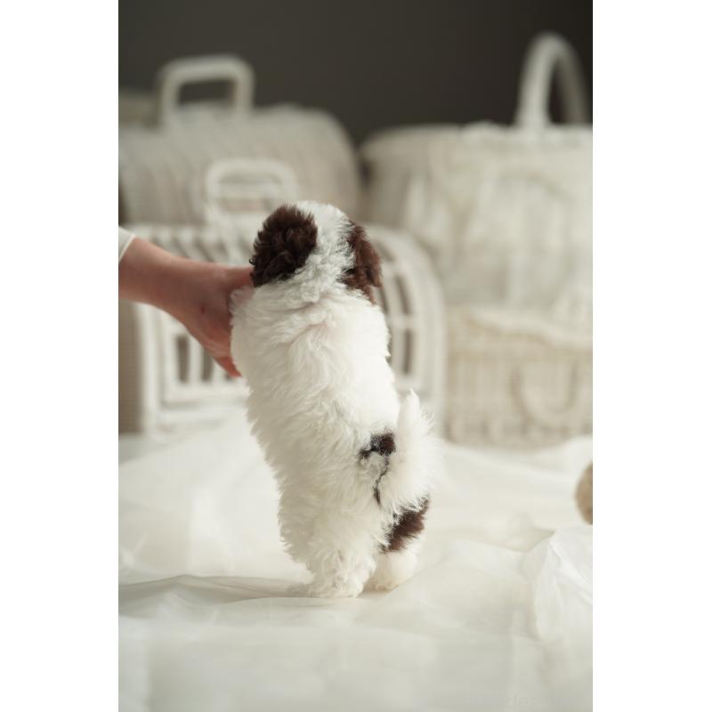 販売中の広島県のタイニープードル-441864の14枚目