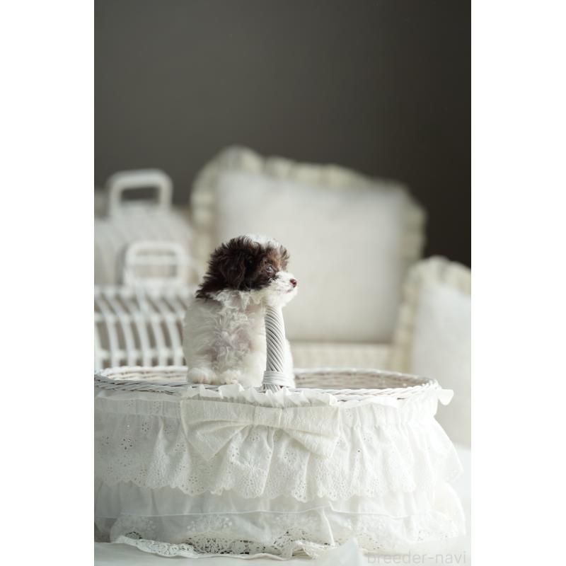 販売中の広島県のタイニープードル-441864の13枚目