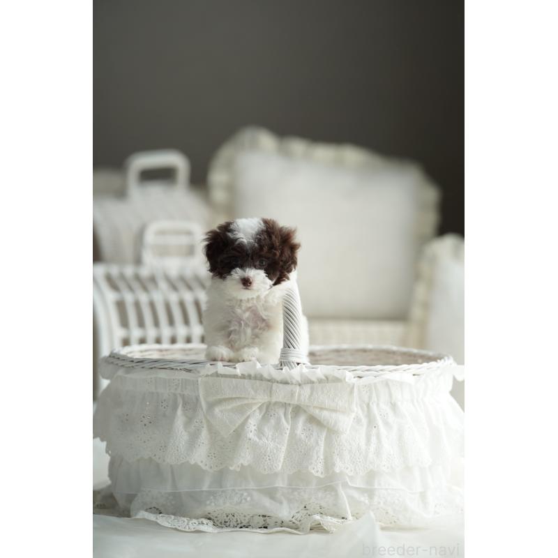 販売中の広島県のタイニープードル-441864の12枚目