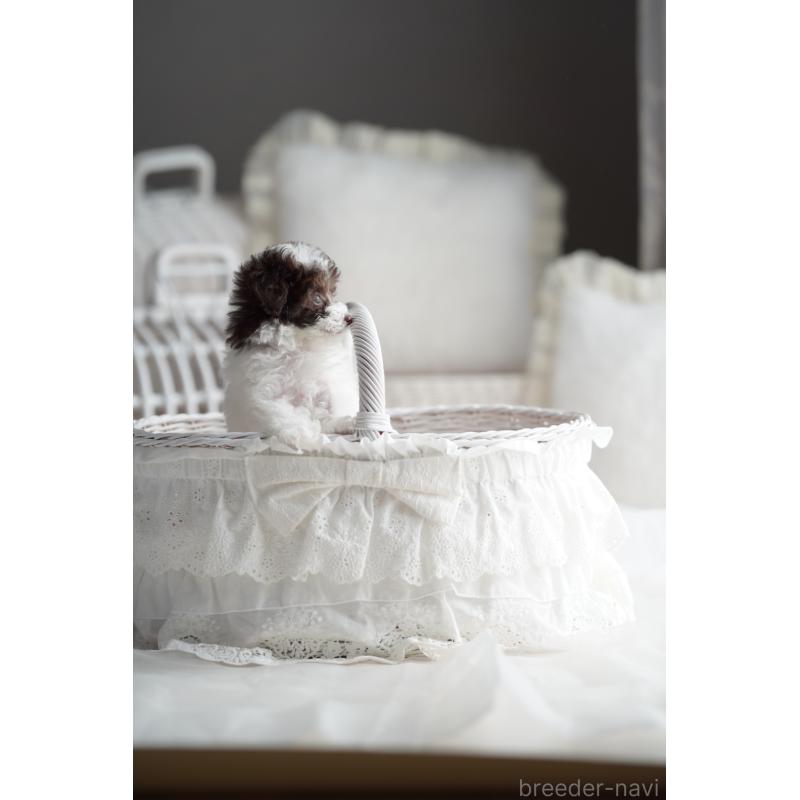 販売中の広島県のタイニープードル-441864の10枚目