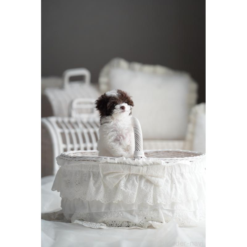 販売中の広島県のタイニープードル-441864の8枚目