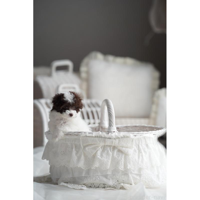 販売中の広島県のタイニープードル-441864の7枚目