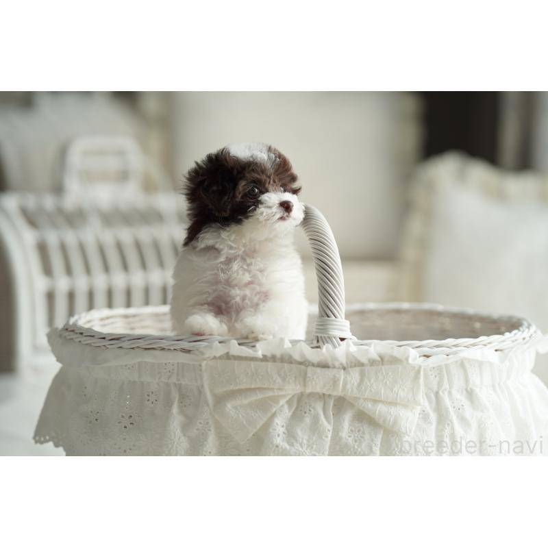 販売中の広島県のタイニープードル-441864の6枚目