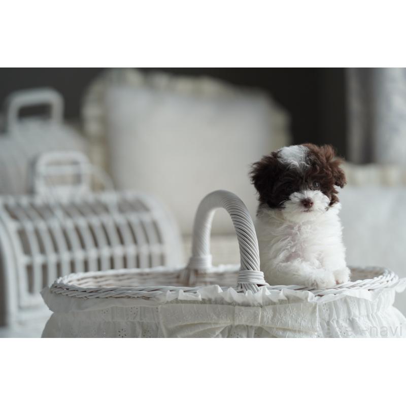 販売中の広島県のタイニープードル-441864の5枚目