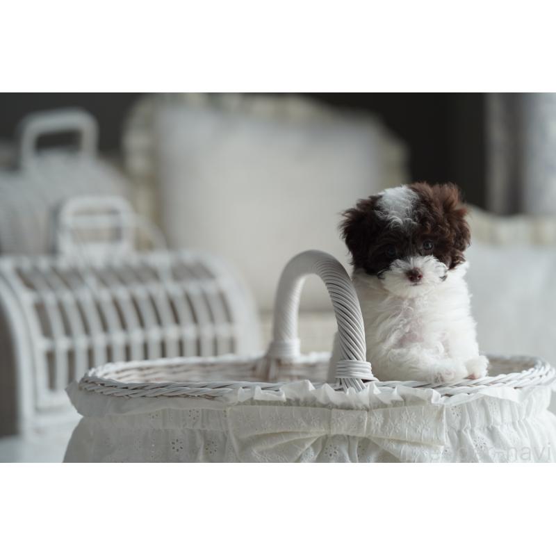 販売中の広島県のタイニープードル-441864の4枚目