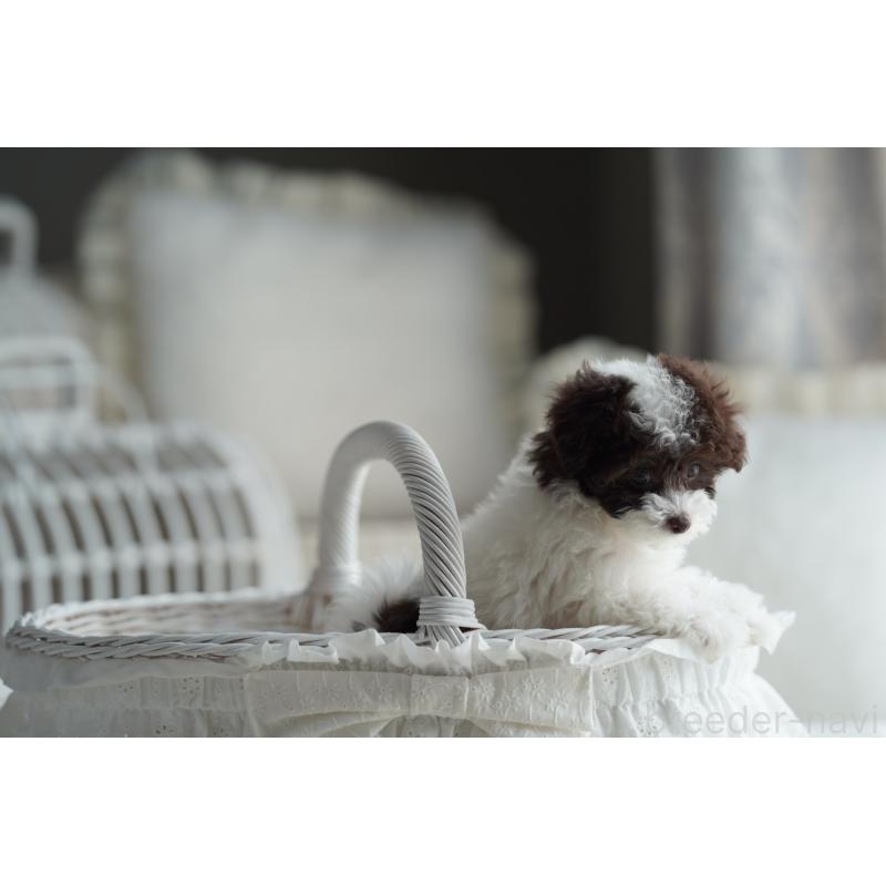 販売中の広島県のタイニープードル-441864の3枚目