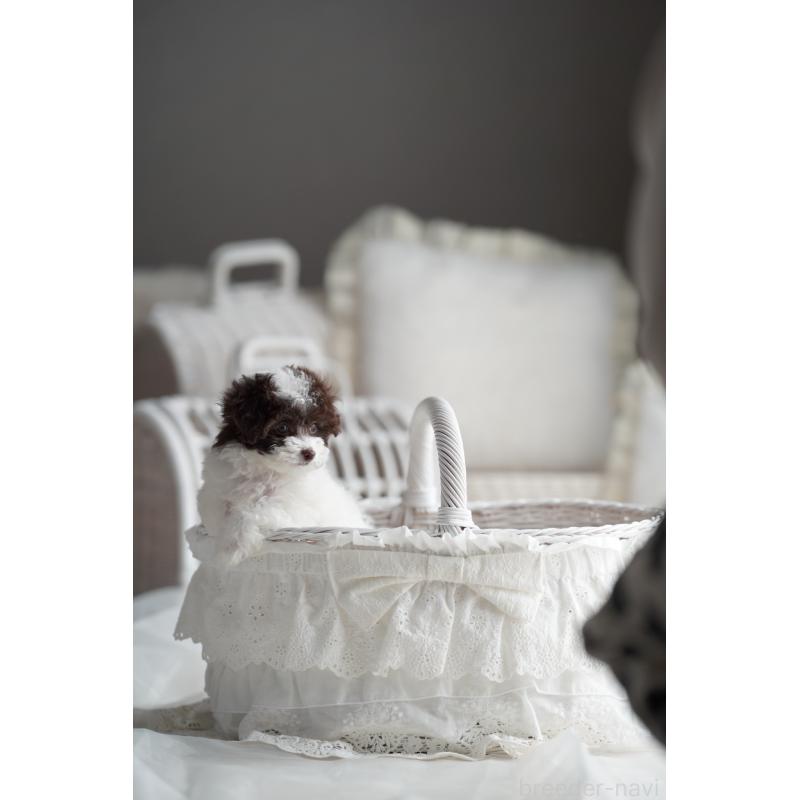 販売中の広島県のタイニープードル-441864の2枚目