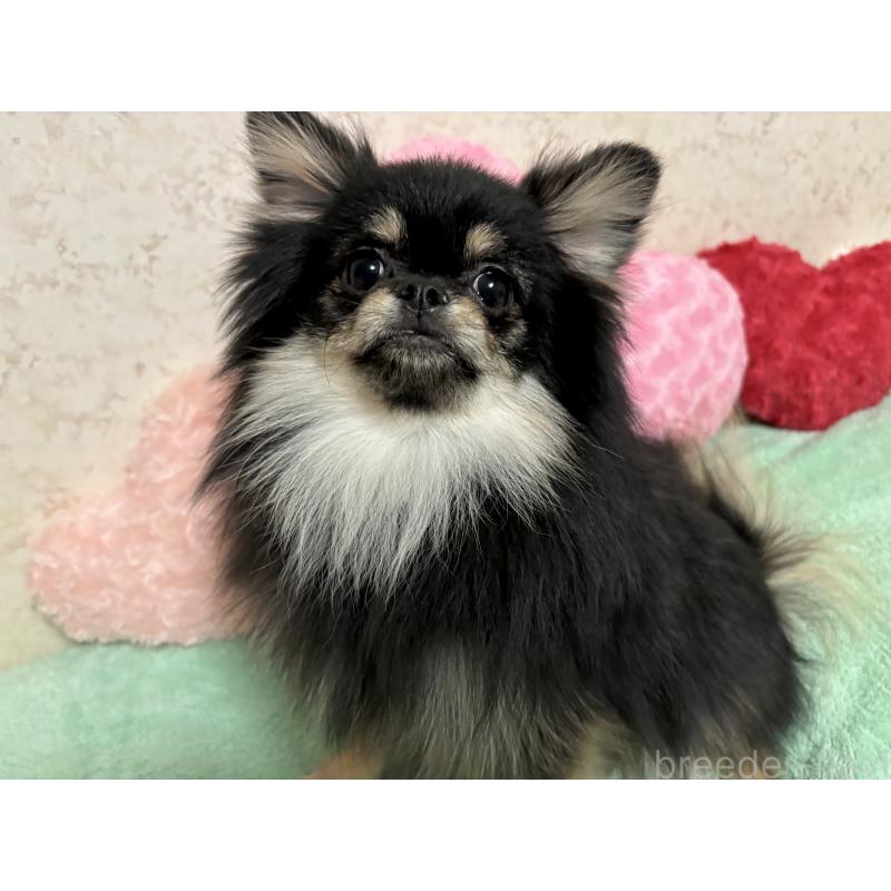 販売中の新潟県のポメラニアン-390575の9枚目