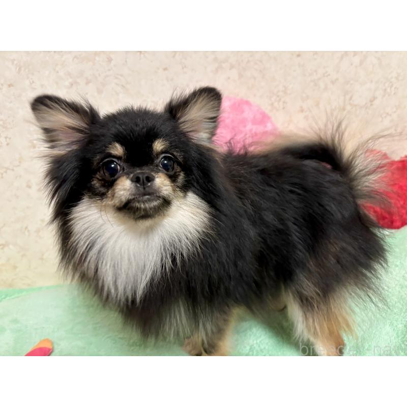 販売中の新潟県のポメラニアン-390575の7枚目