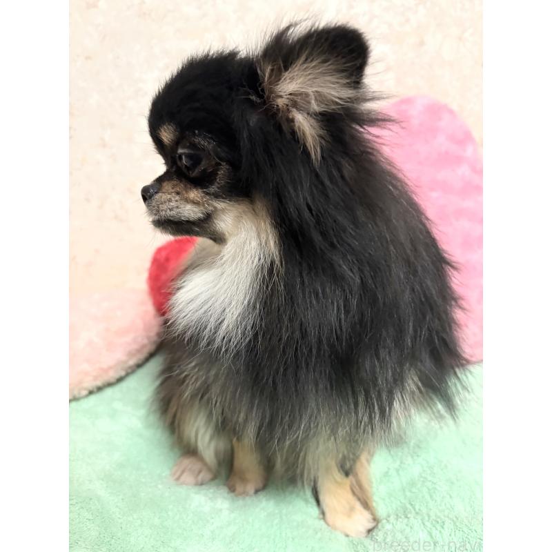 販売中の新潟県のポメラニアン-390575の6枚目