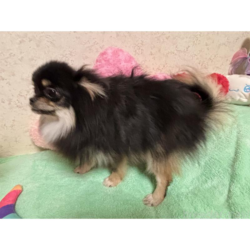 販売中の新潟県のポメラニアン-390575の5枚目