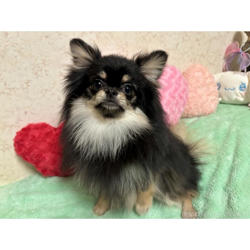 販売中の新潟県のポメラニアン-390575の4枚目