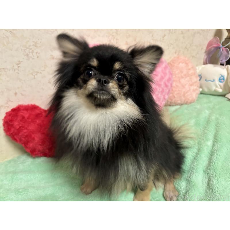 販売中の新潟県のポメラニアン-390575の2枚目
