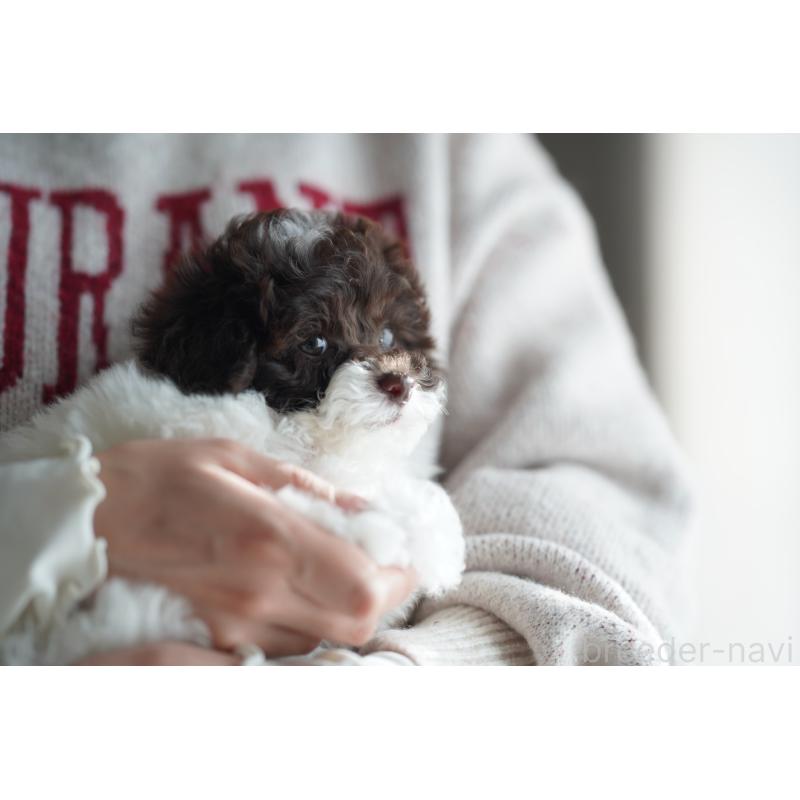 販売中の広島県のタイニープードル-441865の19枚目