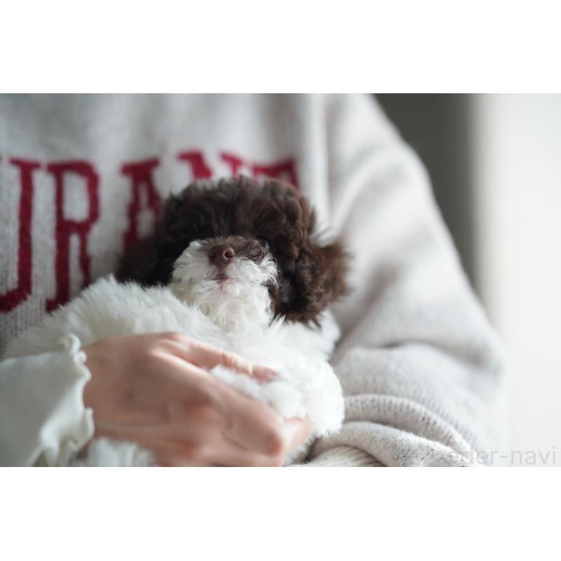 販売中の広島県のタイニープードル-441865の18枚目
