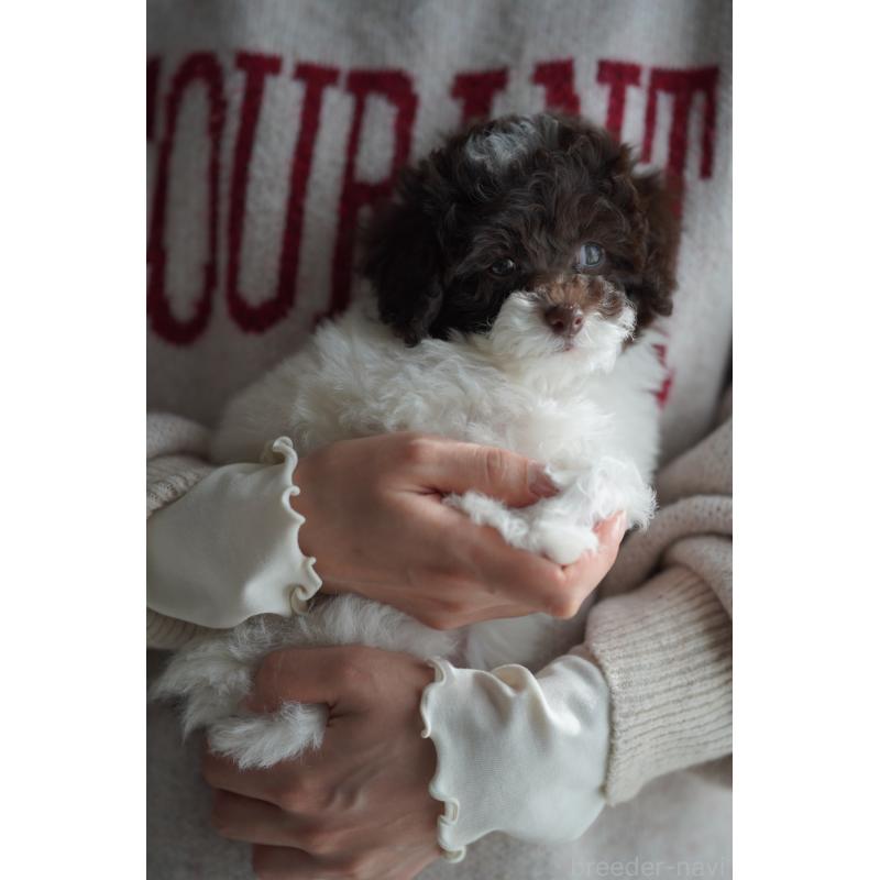 販売中の広島県のタイニープードル-441865の17枚目